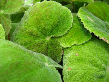 B. ‘Benitosubomi’